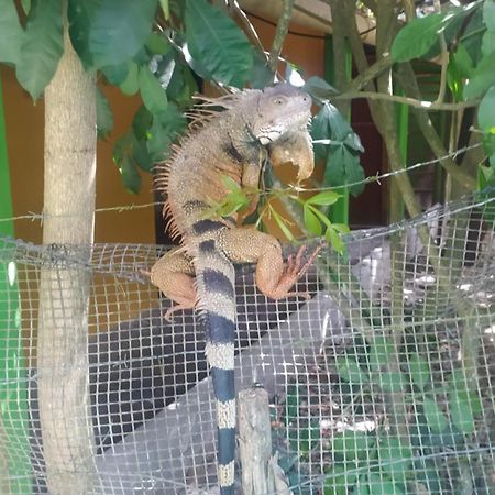 Esquina Lejana Ecolodge パロミノ エクステリア 写真