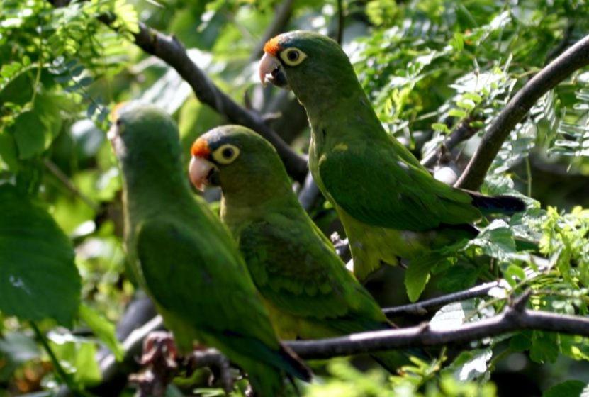 Esquina Lejana Ecolodge パロミノ エクステリア 写真