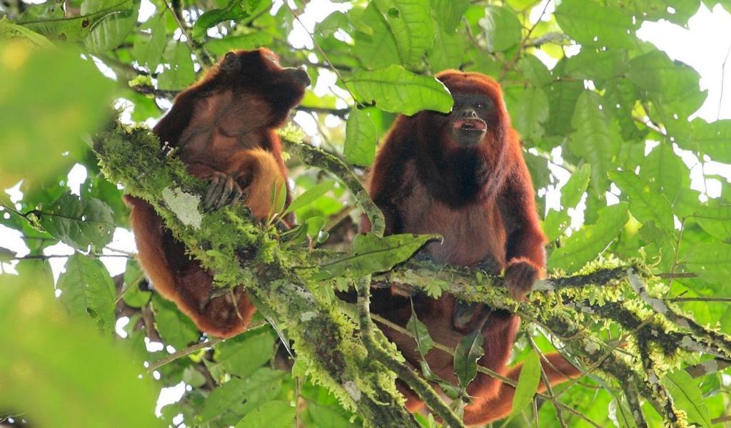Esquina Lejana Ecolodge パロミノ エクステリア 写真