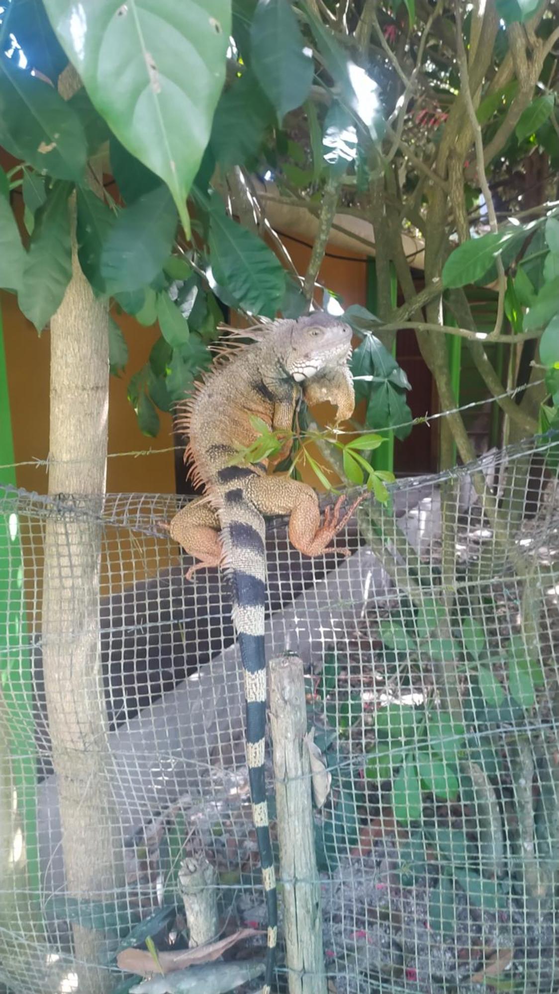 Esquina Lejana Ecolodge パロミノ エクステリア 写真